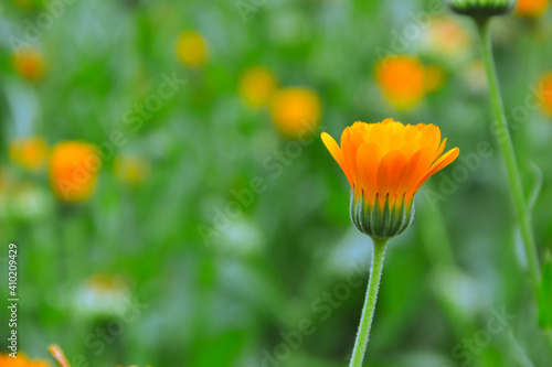 Calendula flowers. Marigold herbal plant. Beautiful flower in wild nature. Garden herb blossom. Calendula fresh bloom.