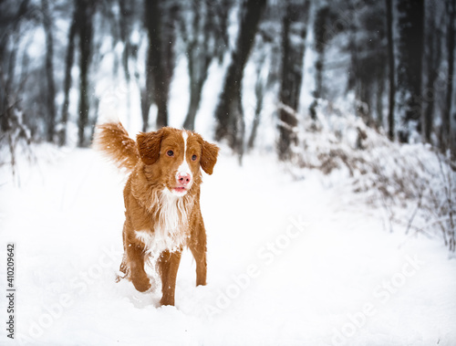 dog in snow © egle535