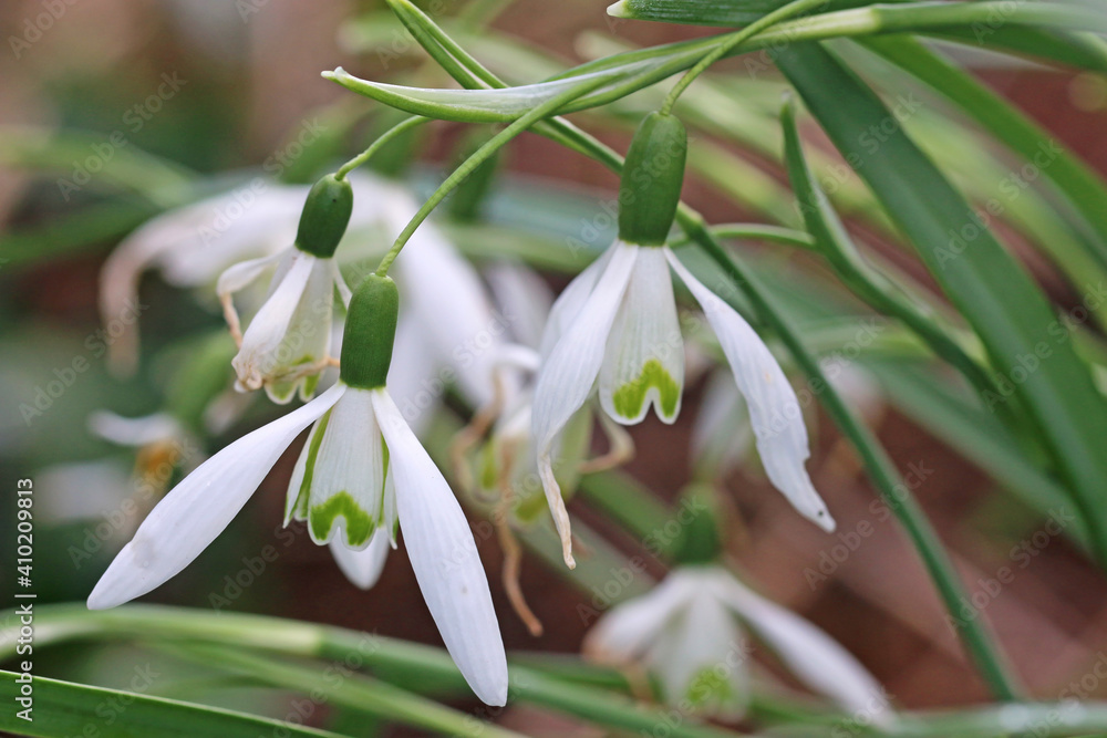 Obraz premium Snowdrops flowering in Spring
