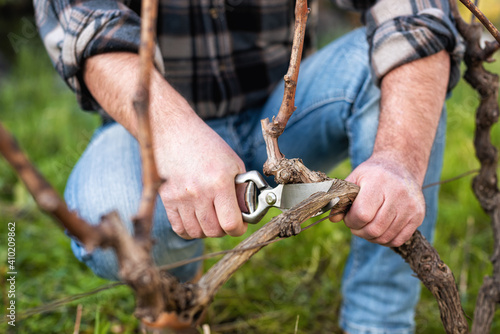 Tableau sur toile Close-up of a vine grower hand