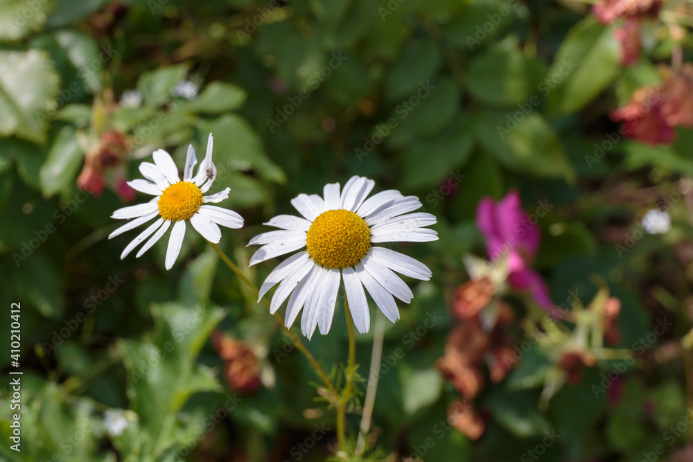 Chamomile flower close up. Blooming spring flowers. Chamomile flower close up. Blooming spring flowers.