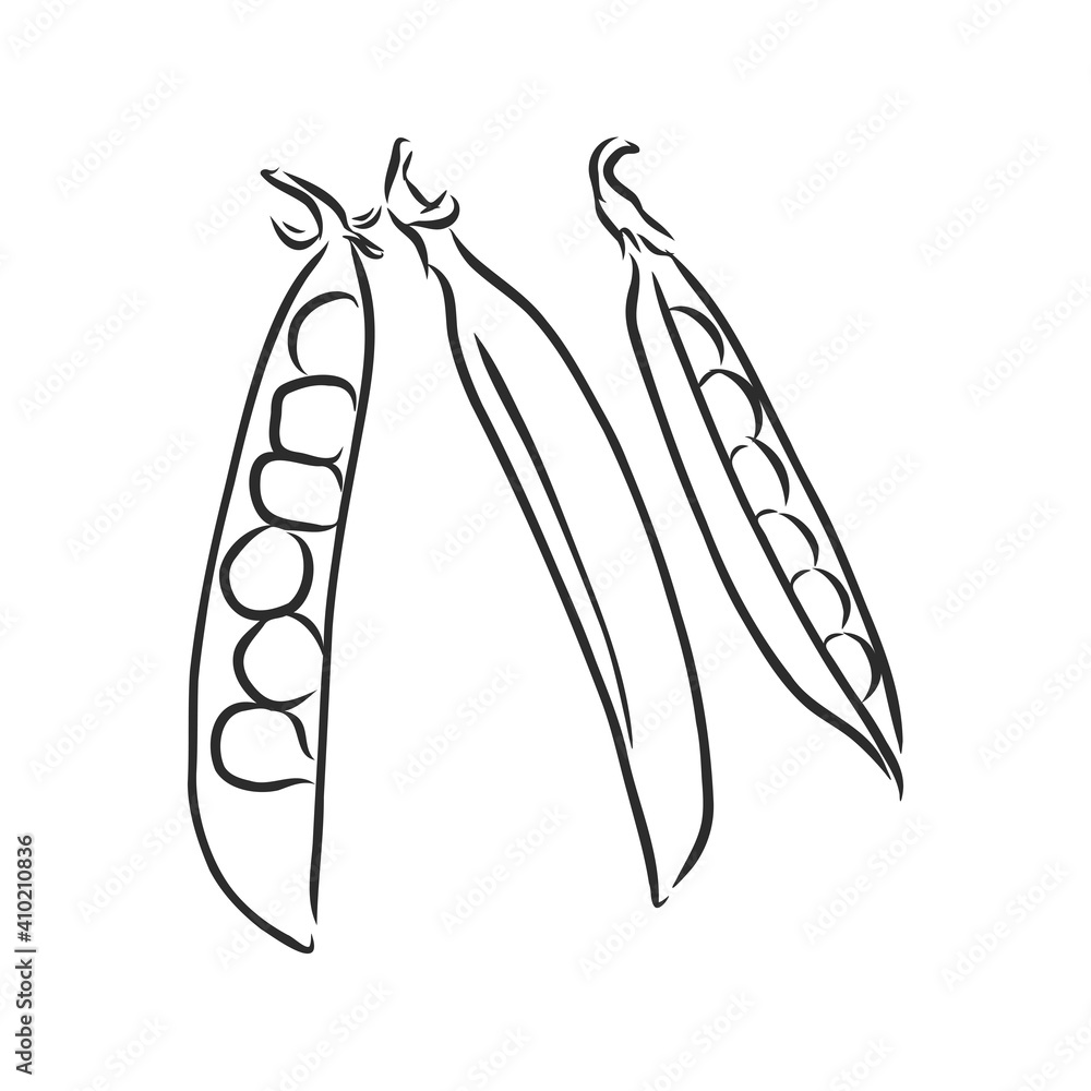Hand drawn sketch peas sketch set. Vector organic food illustration isolated on white background. pea vector sketch illustration Hand drawn sketch peas sketch set. Vector organic food illustration isolated on white background. pea vector sketch illustration