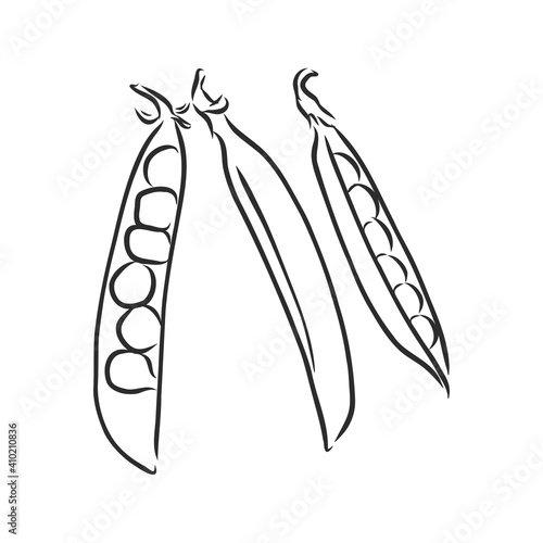 Hand drawn sketch peas sketch set. Vector organic food illustration isolated on white background. pea vector sketch illustration