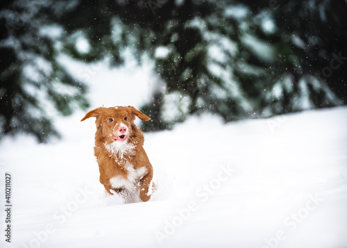 dog in snow © egle535