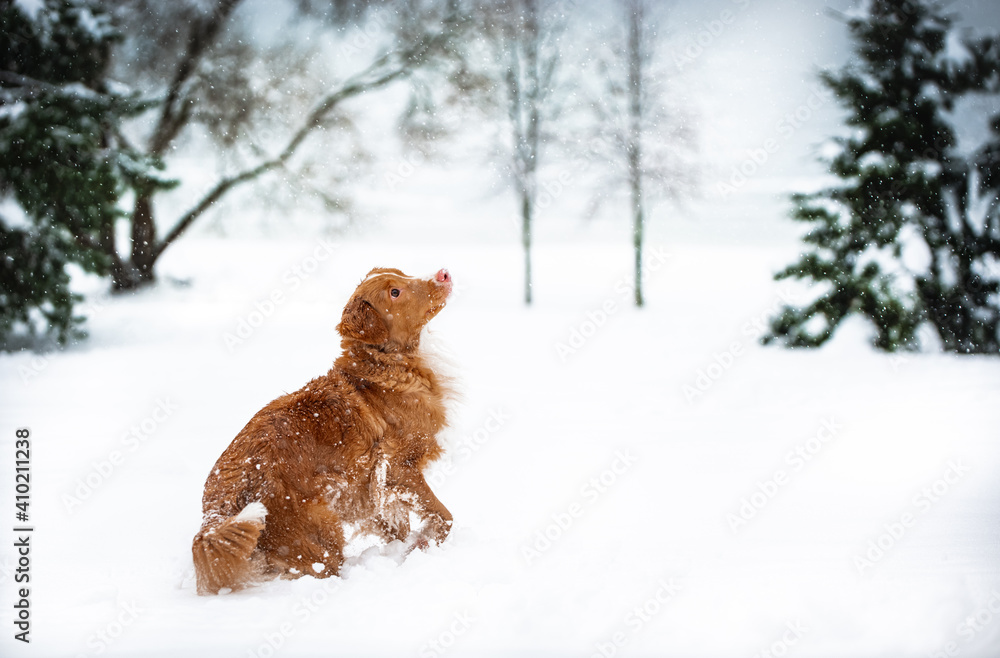 dog in snow