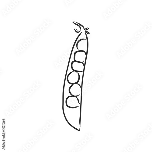 Hand drawn sketch peas sketch set. Vector organic food illustration isolated on white background. pea vector sketch illustration