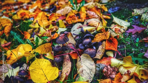 Fototapeta Naklejka Na Ścianę i Meble -  colorful autumn leaves