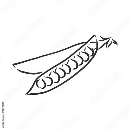 Hand drawn sketch peas sketch set. Vector organic food illustration isolated on white background. pea vector sketch illustration