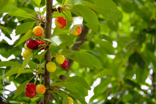 Green and red cherry hanging from tree branch. Harvest sweet cherries on tree. Healthy eating. Vegetarian food. Blurred background. Close-up. Selective focus.