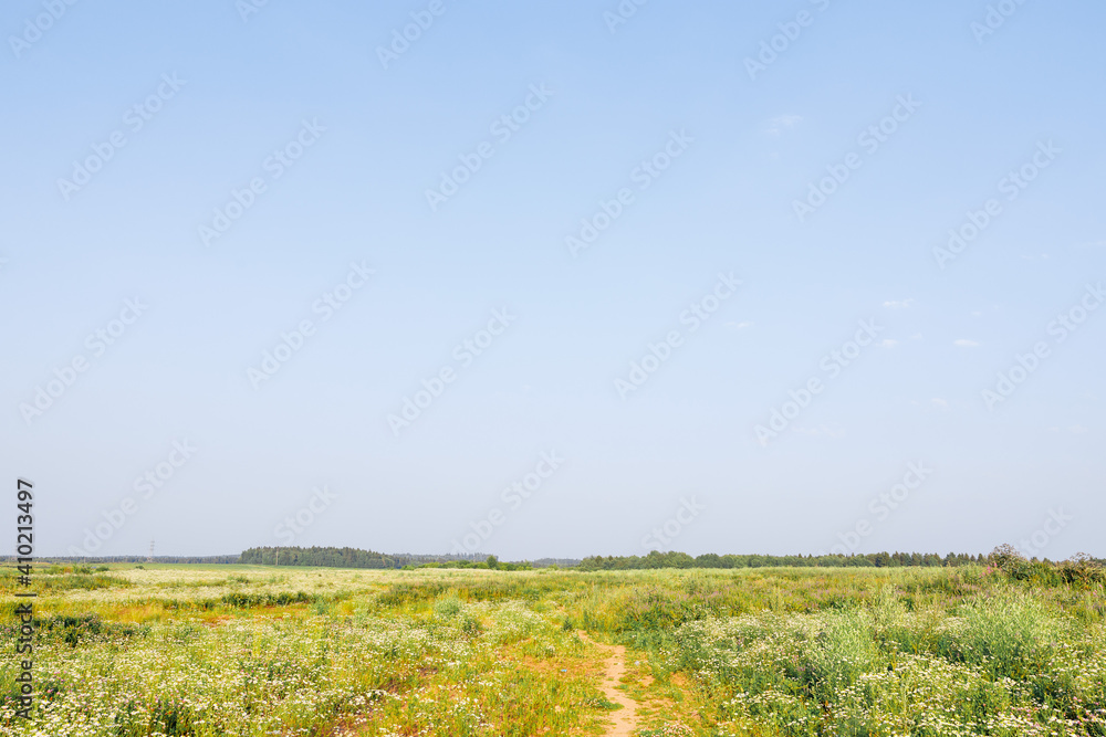Blooming chamomile field. Summer wildflowers and mid-summer. Smells and scents of meadows and nature. Pollen allergy. Blooming chamomile field. Summer wildflowers and mid-summer. Smells and scents of meadows and nature. Pollen allergy.