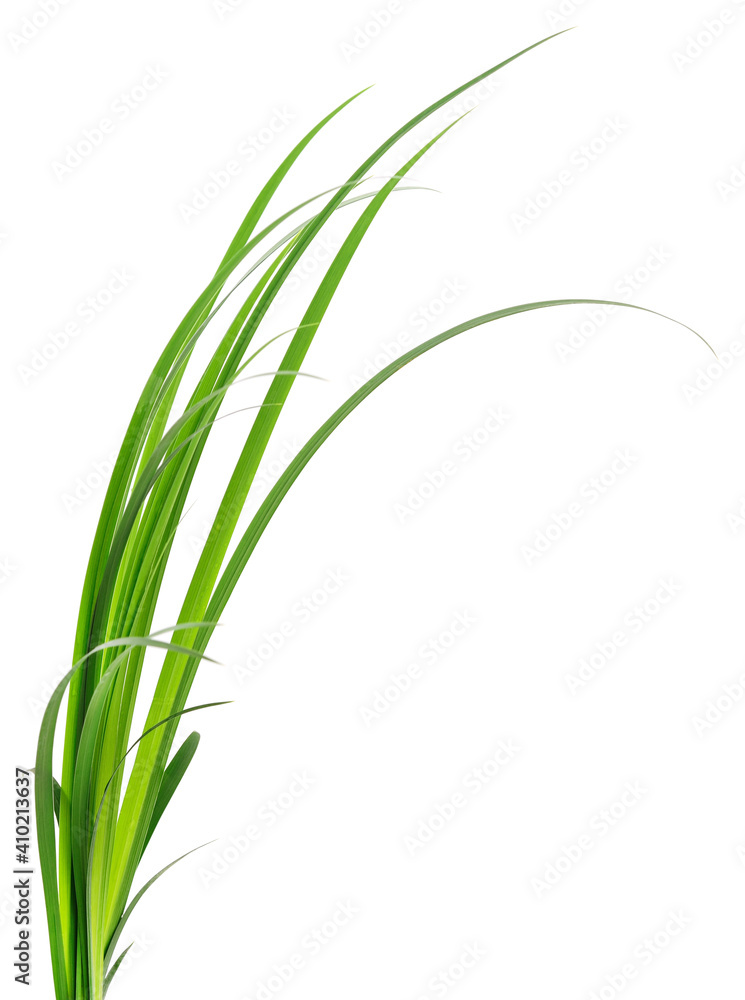 Green grass leaves. Green grass leaves.