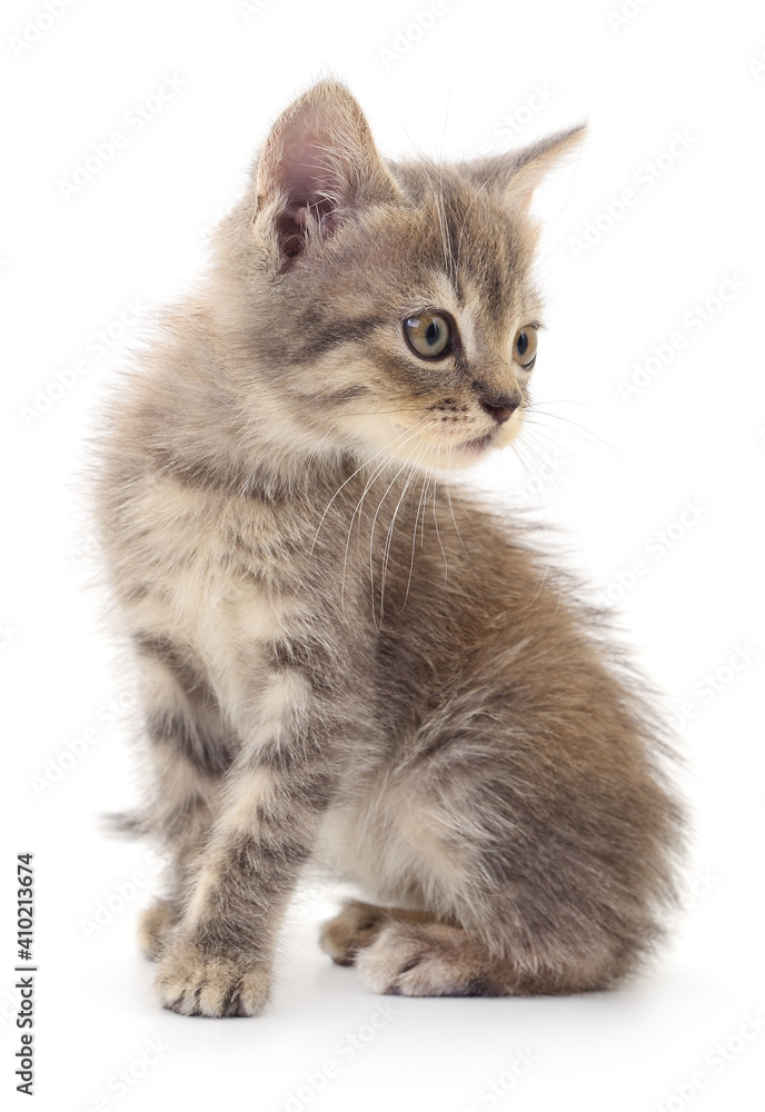 Kitten on white background.