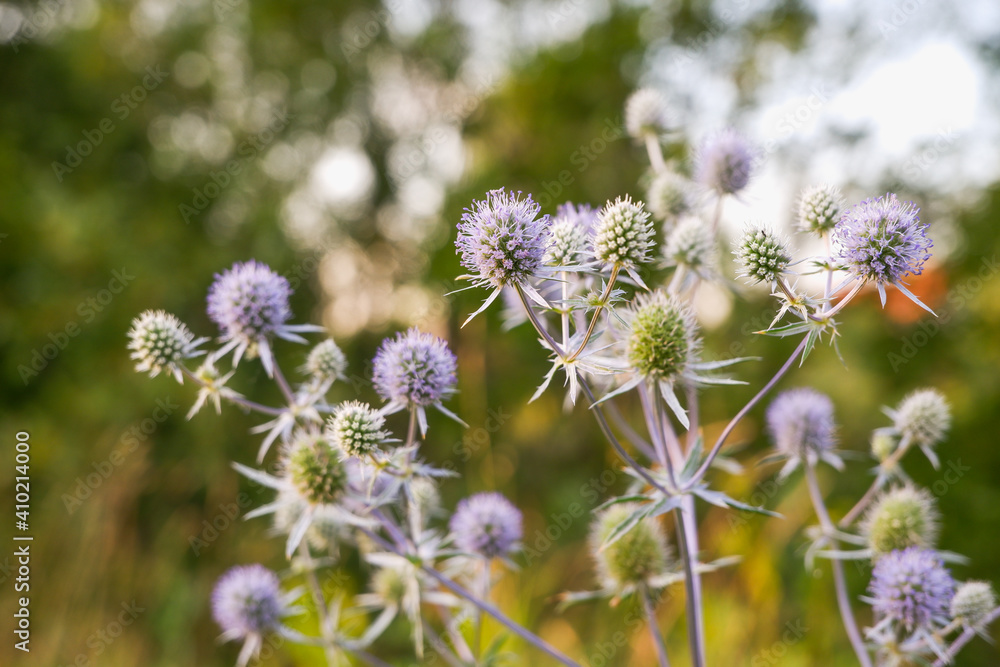 Obraz premium Beautiful inflorescences of Echinops close-up on a green background in the rays of the setting sun.