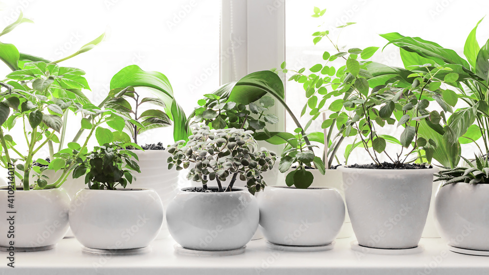 House plants. Potted green plants on the windowsill. Home decor and gardening concept. Front view. Soft focus.