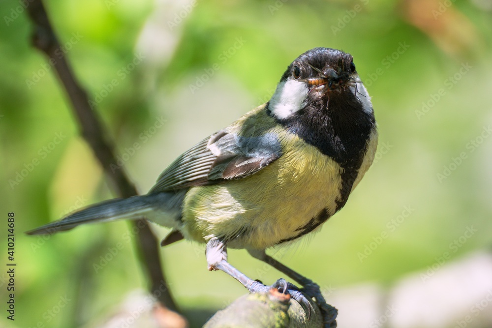 Fototapeta premium Great tit (Parus major) bears food to the young. Czechia. Europe.