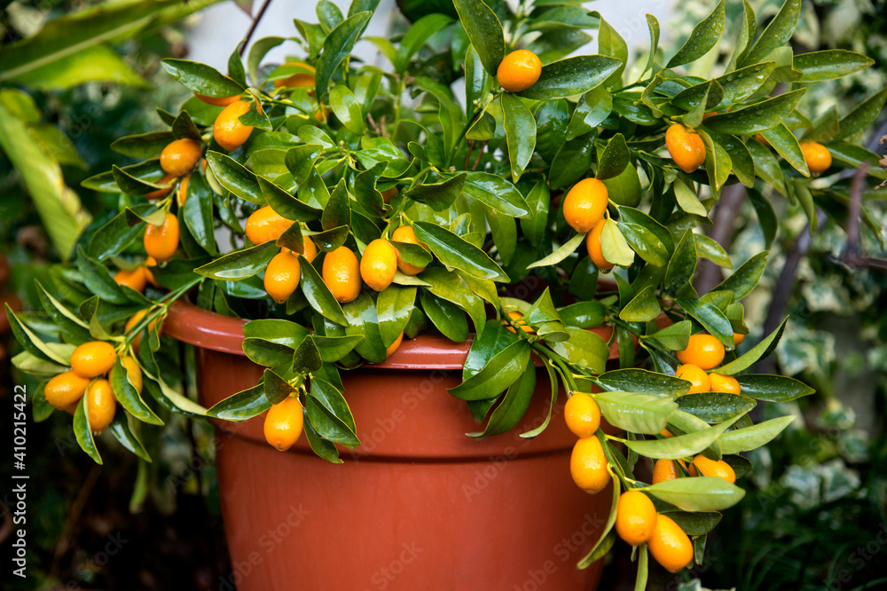 small orange tree of oval oranges in a pot