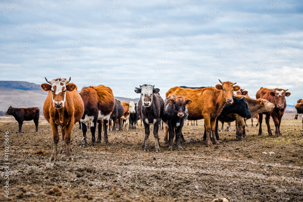 Calves on the fieldA group of cows is walking on the ground in the field. The field is part of agricultural land. It's an autumn day in Russia. A herd of cows looking into the lens on an autumn day Calves on the fieldA group of cows is walking on the ground in the field. The field is part of agricultural land. It's an autumn day in Russia. A herd of cows looking into the lens on an autumn day