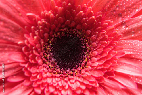 Pink gerbera flower petals with many tiny water droplets. Macro shot of a bud close-up.