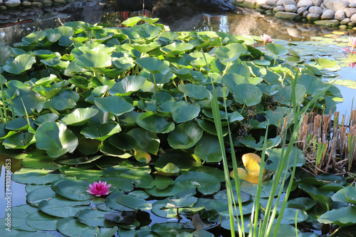 Occitanie - Languedoc-Roussillon - Pyrénées-Orientales - Thuir -  Square Mitterrand - Tapis de nénuphars