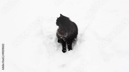 Beautiful black cat outdoors in winter. Wonderful winter weather. Snowing. Video