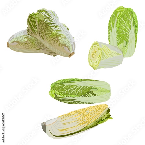 Chinese cabbage set. Chinese salad set. Peking cabbage set. Fresh organic and healthy, diet and vegetarian food. Vector illustration.