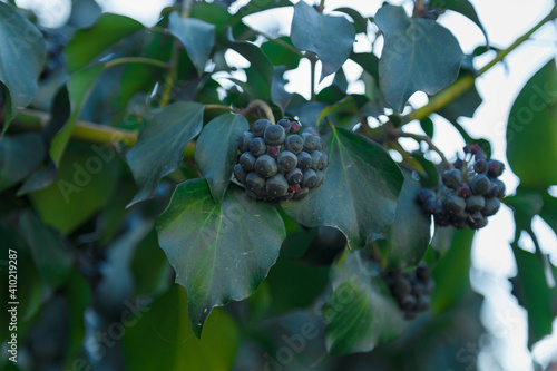 Fotografie Branches of common ivy brush with green foliage and black poisonous berries
