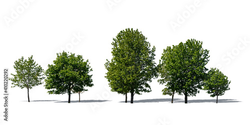 Group of deciduous trees isolated on white background