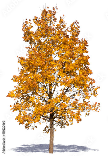 Big maple tree in autumn with yellow leaves isolated on white background