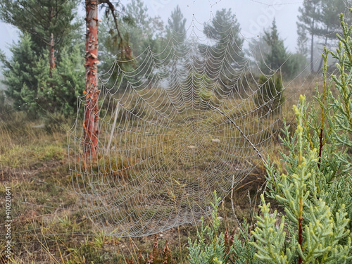 Beautiful huge spider web in nat