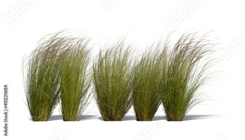 Row of ornamental grasses swaying in the wind isolated on white background
