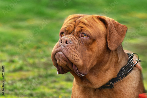 adult red dog breed Dogue de Bordeaux close-up portrait on a green background isolates