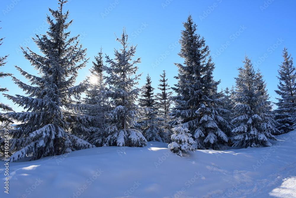 Fototapeta premium snowy land or winter on a beautiful sunny and cold day. 