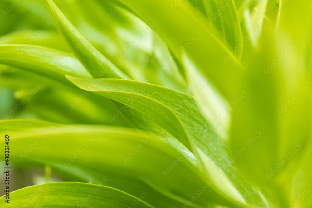 Obraz premium green leaf background