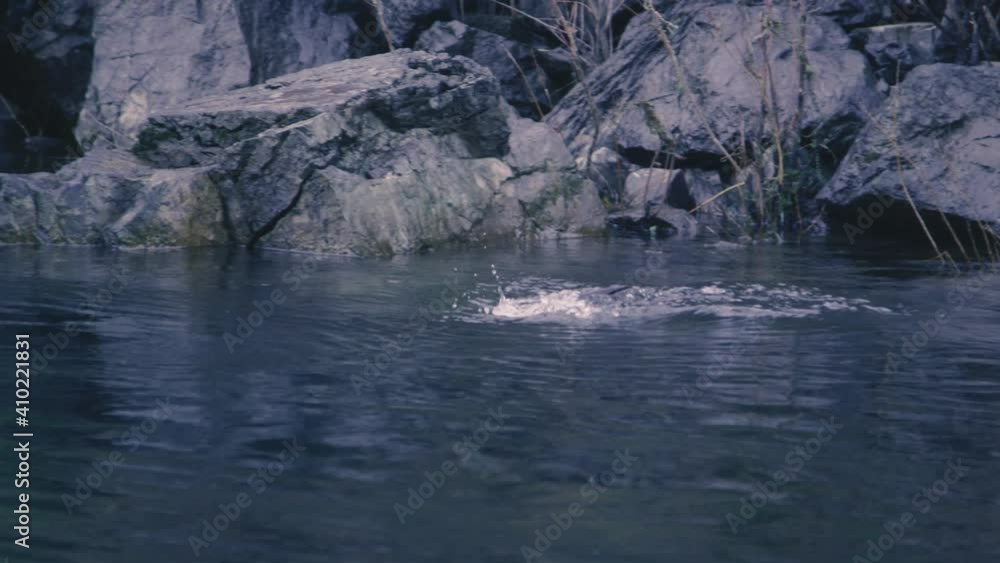 A group of wild river otters swim upstream against the current A group of wild river otters swim upstream against the current