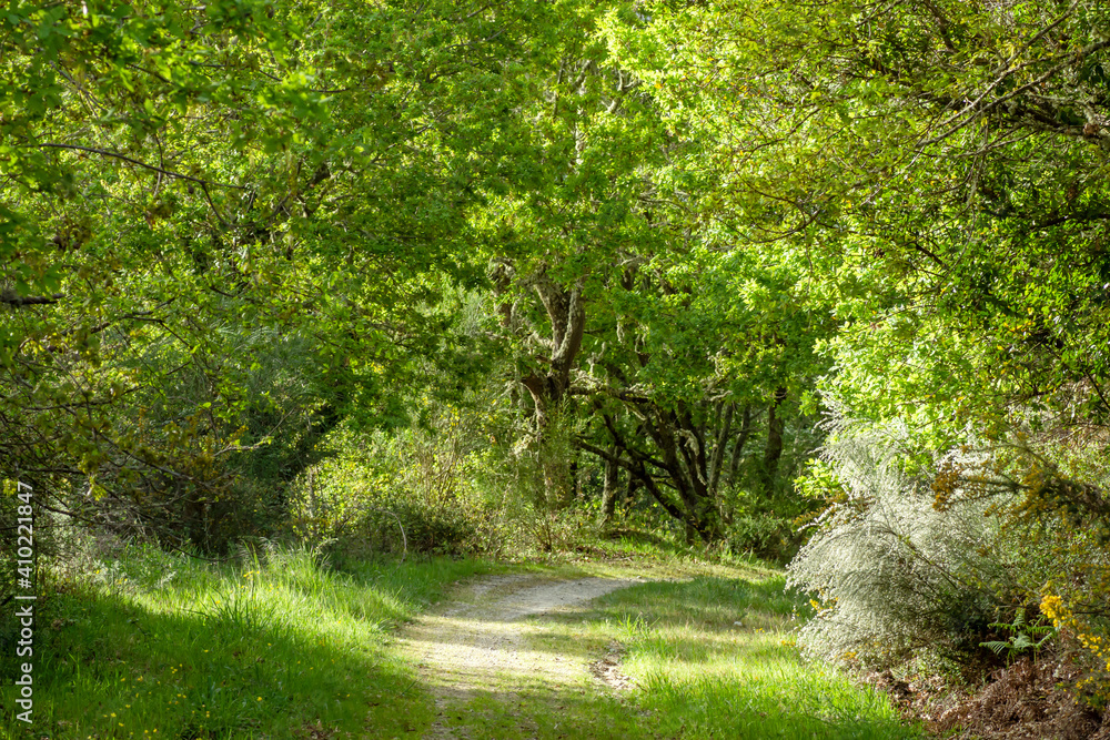 Obraz premium Green springtime landscape