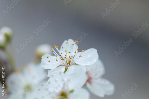 Cherry tree white flowers