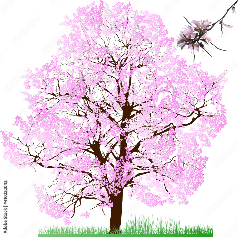 large tree in pink blooms
