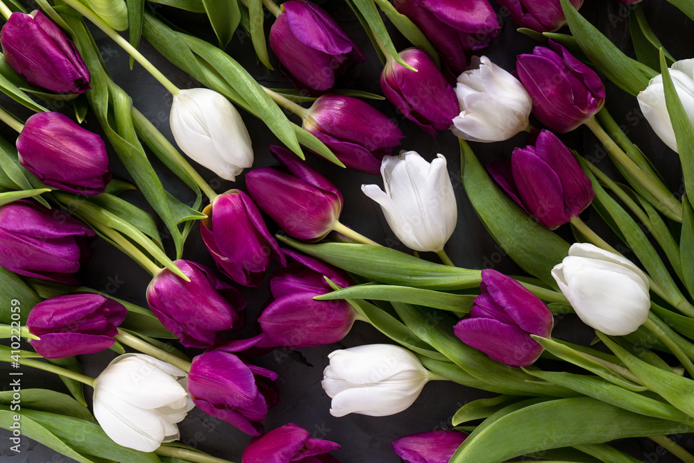 Obraz premium Beautiful purple and white tulips background. Spring flowers background top view. Banner, flat lay