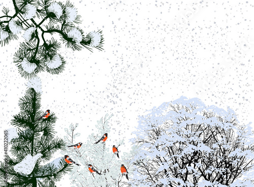 six bullfinches in winter forest
