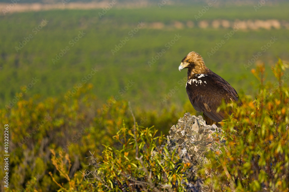 Fototapeta premium SPANISH IMPEERIAL EAGLE - AGUILA IMPERIAL IBERICA (Aquila adalberti)