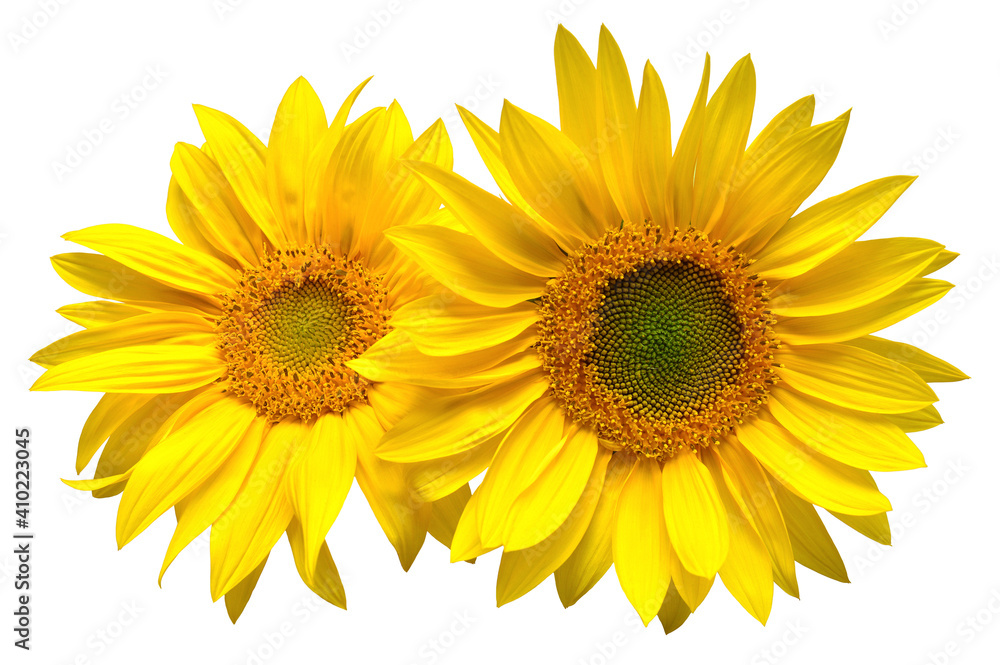 Fototapeta premium Sunflowers bouquet isolated on white background. Sun symbol. Flowers yellow, agriculture. Seeds and oil. Flat lay, top view. Bio. Eco. Creative