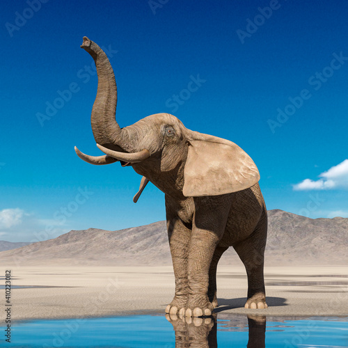 african elephant is doing a scent pose on desert after rain © DM7
