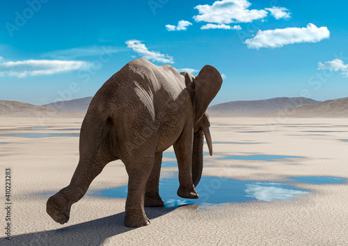 african elephant is walking on desert after rain rear view