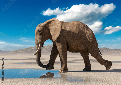 african elephant is walking on desert after rain