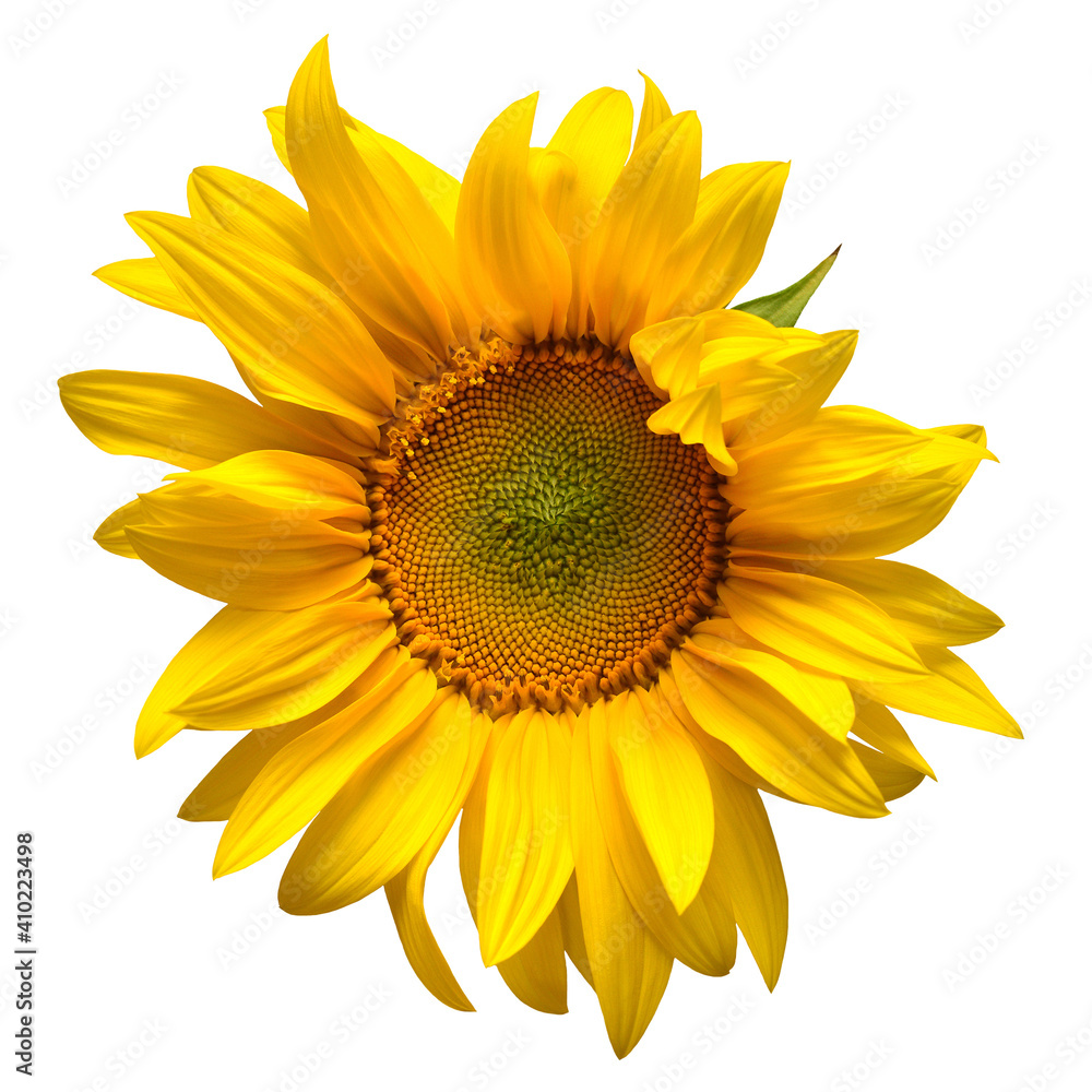 Fototapeta premium Opening sunflower isolated on white background. Yellow flower