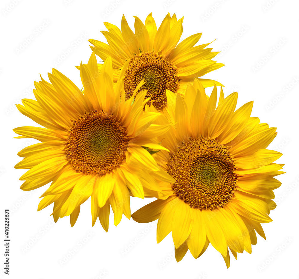 Fototapeta premium Three sunflowers isolated on white background. Flower bouquet. The seeds and oil. Flat lay, top view