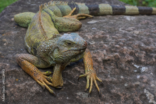 Canvastavla Iguana lazing in the sun on a large rock