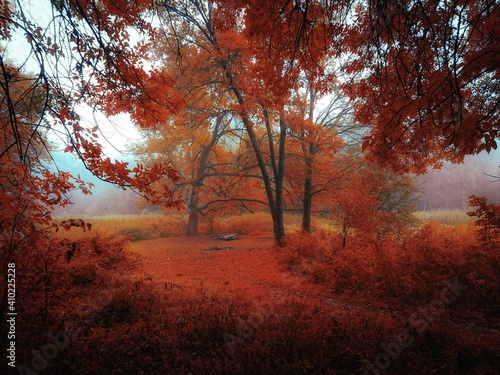 Fall colors in the forest. Mysterious woods in the fog. Fairy autumn landscape. Beautiful background.
