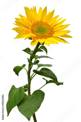Fototapeta Naklejka Na Ścianę i Meble -  Sunflower isolated on white background. Sun symbol. Flowers yellow, agriculture. Seeds and oil. Flat lay, top view