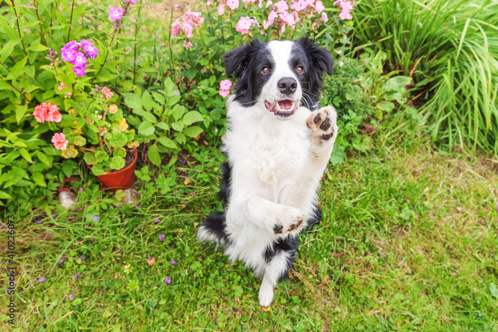 Outdoor portrait of cute smiling puppy border collie sitting on grass flower background. New lovely member of family little dog jumping and waiting for reward. Pet care and funny animals life concept. Outdoor portrait of cute smiling puppy border collie sitting on grass flower background. New lovely member of family little dog jumping and waiting for reward. Pet care and funny animals life concept.